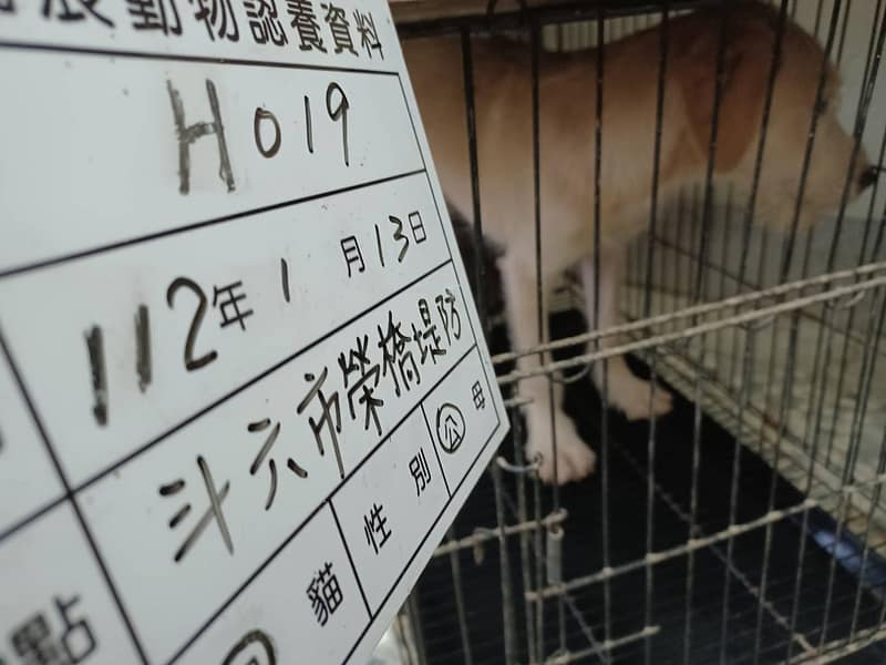 【待認養】混種犬 狗 (男生) - 雲林縣流浪動物收容所