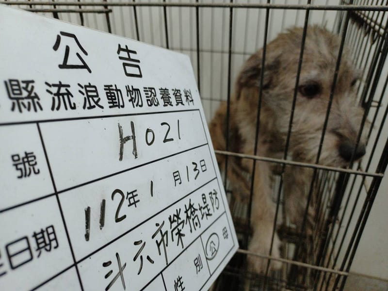 【待認養】混種犬 狗 (男生) - 雲林縣流浪動物收容所