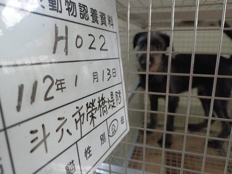 【待認養】混種犬 狗 (男生) - 雲林縣流浪動物收容所