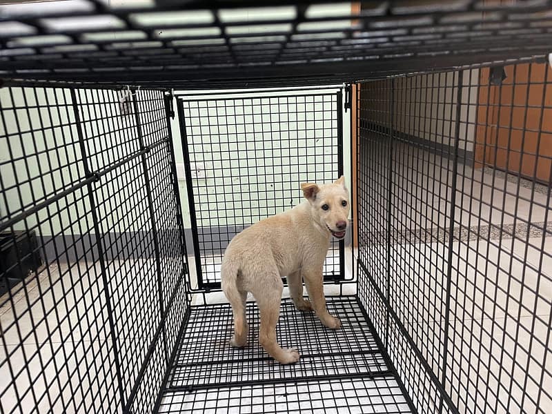 【待認養】混種犬 狗 (女生) - 金門縣動物收容中心