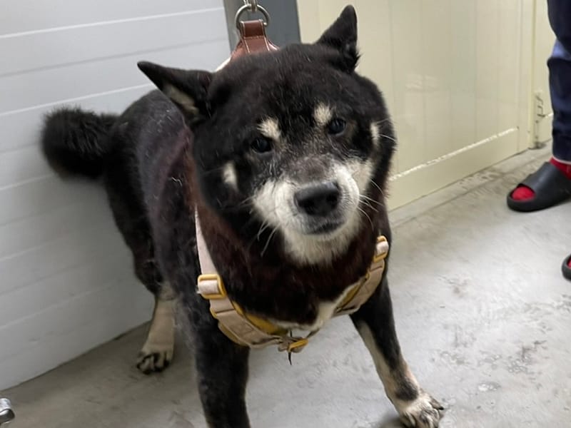 【待認養】柴犬 狗 (男生) - 臺北市動物之家