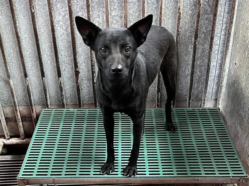 【待認養】混種犬 狗 (女生) - 彰化縣流浪狗中途之家