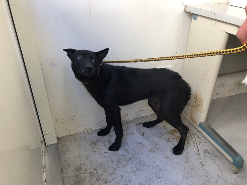 【待認養】混種犬 狗 (男生) - 臺北市動物之家