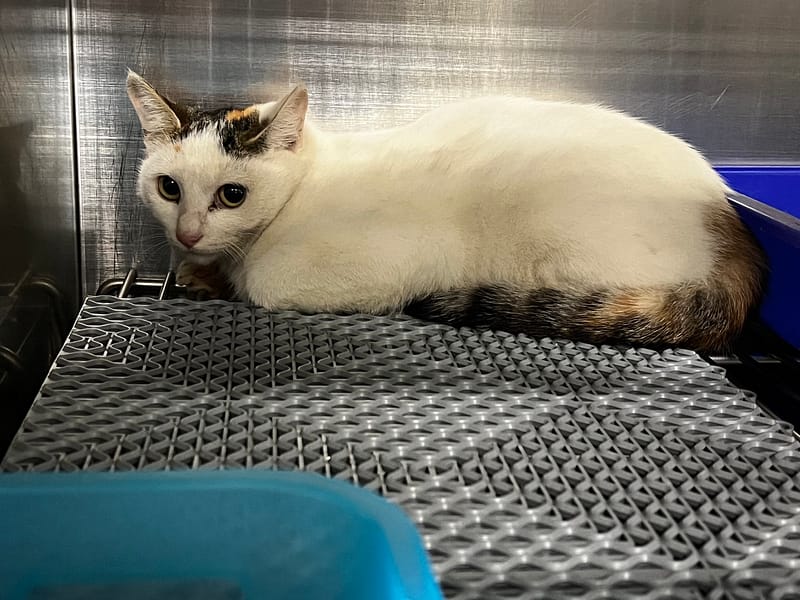 【待認養】混種貓 貓 (女生) - 桃園市動物保護教育園區