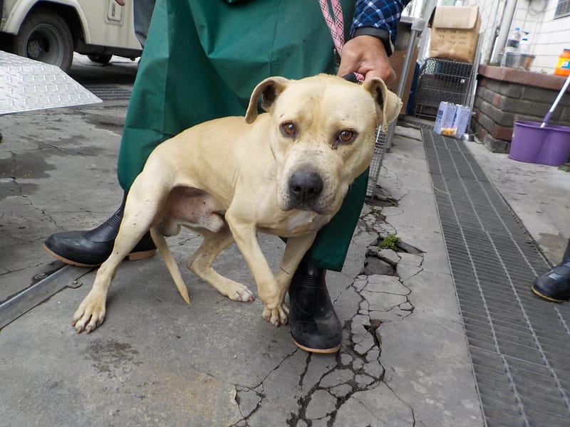 【待認養】混種犬 狗 (男生) - 南投縣公立動物收容所