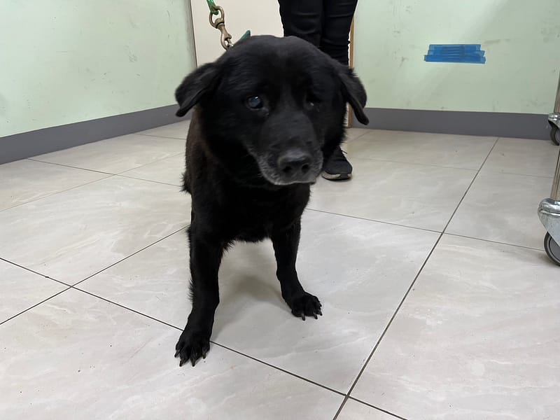 【待認養】混種犬 狗 (男生) - 金門縣動物收容中心