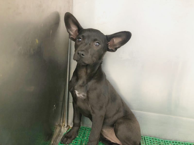 【待認養】混種犬 狗 (女生) - 臺北市動物之家