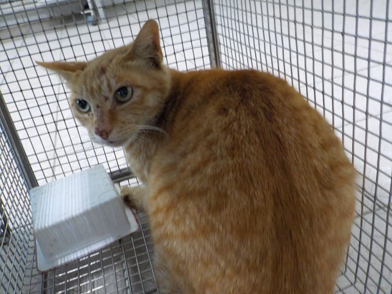 【待認養】混種貓 貓 (女生) - 南投縣公立動物收容所