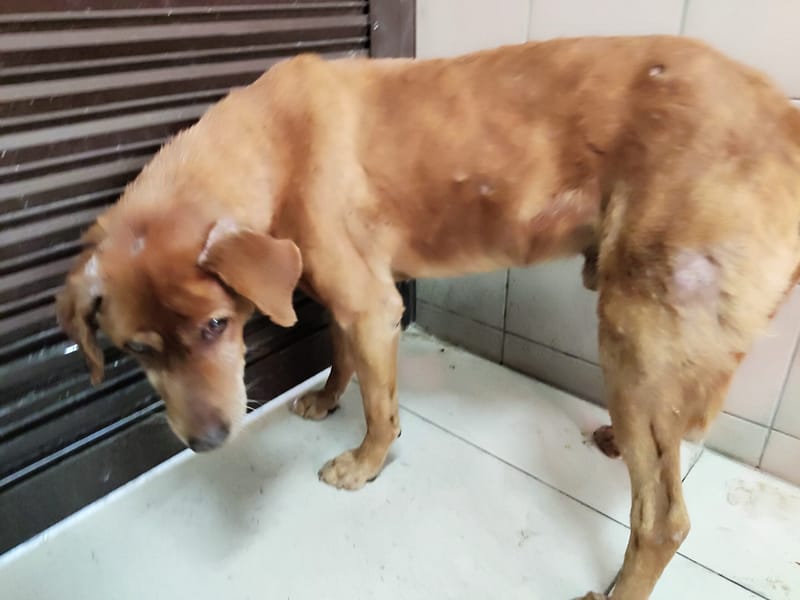 【待認養】混種犬 狗 (男生) - 高雄市燕巢動物保護關愛園區