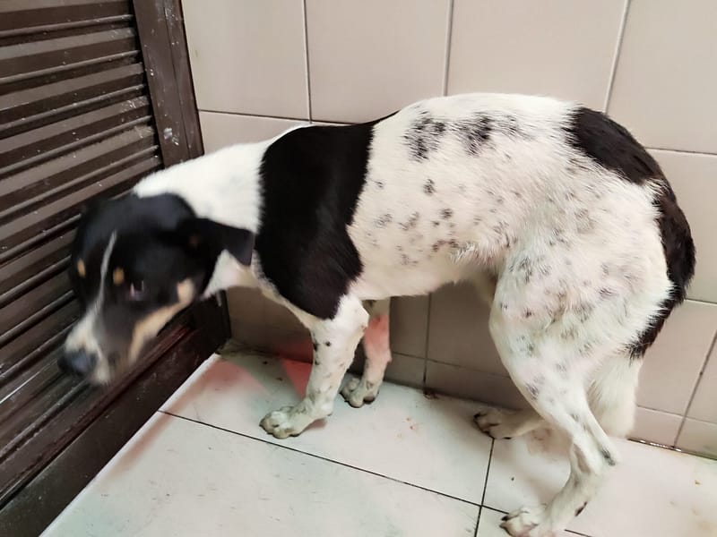 【待認養】混種犬 狗 (男生) - 高雄市燕巢動物保護關愛園區