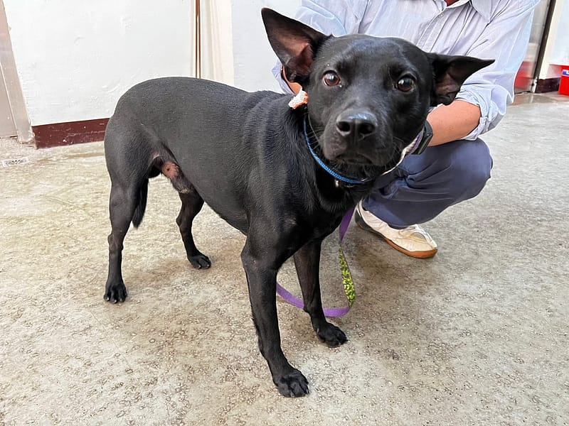 【待認養】混種犬 狗 (男生) - 桃園市動物保護教育園區