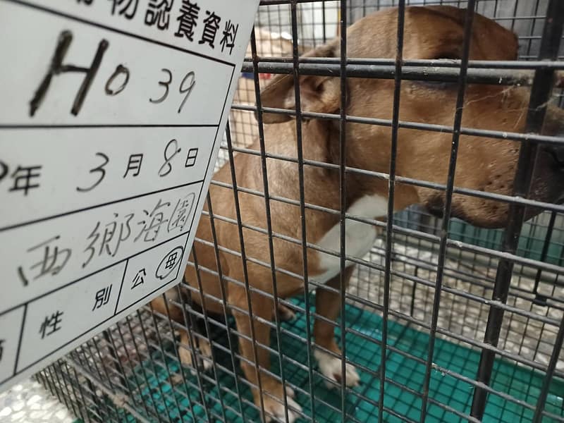 【待認養】混種犬 狗 (女生) - 雲林縣流浪動物收容所