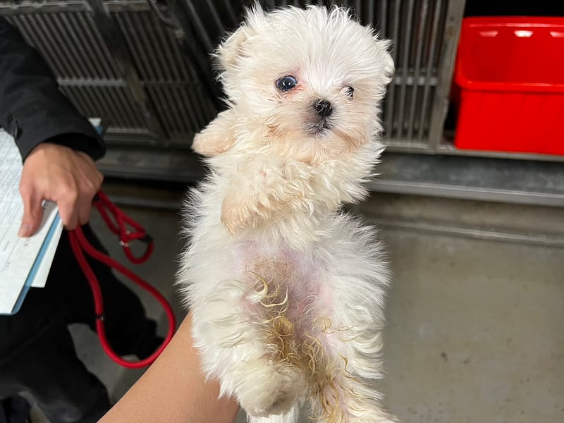 【待認養】瑪爾濟斯犬 狗 (女生) - 桃園市動物保護教育園區
