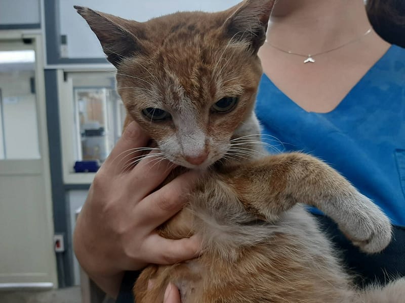 【待認養】混種貓 貓 (女生) - 臺北市動物之家