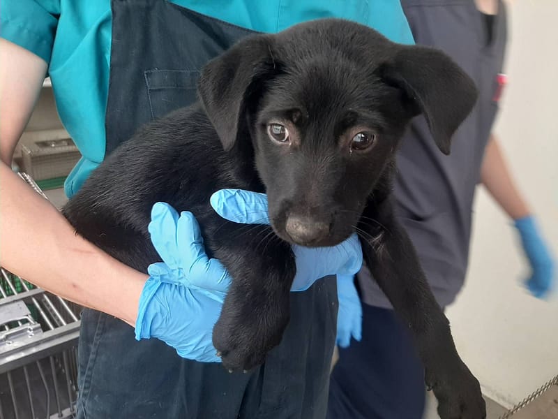 【待認養】混種犬 狗 (男生) - 臺北市動物之家