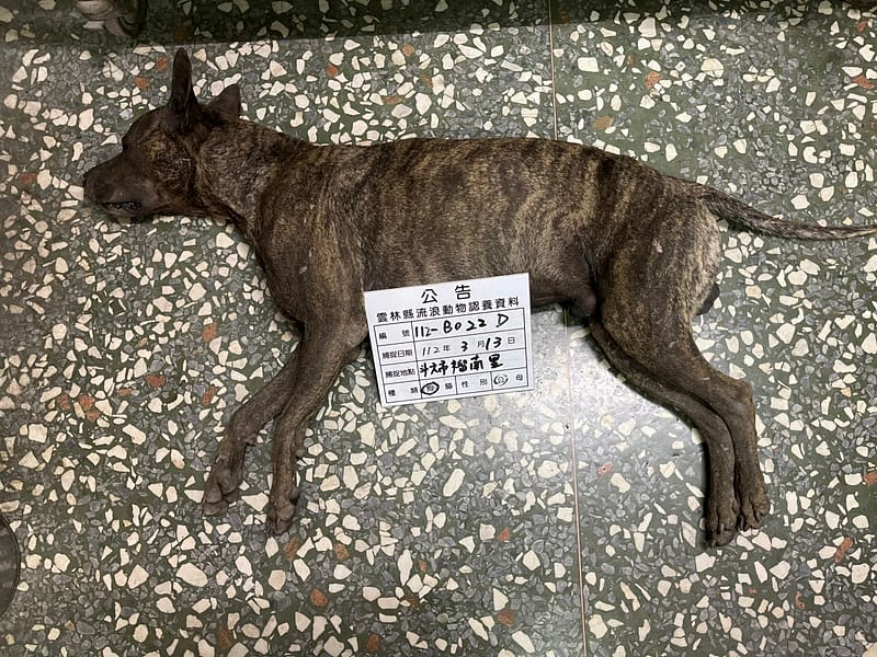 【待認養】混種犬 狗 (男生) - 雲林縣流浪動物收容所