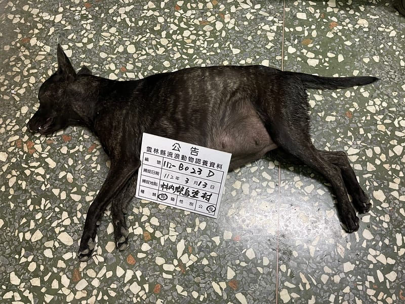 【待認養】混種犬 狗 (女生) - 雲林縣流浪動物收容所