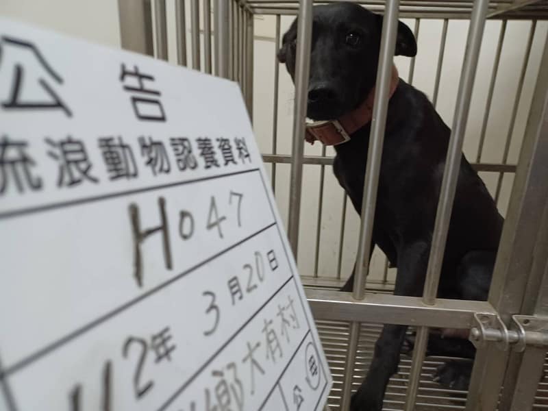 【待認養】混種犬 狗 (女生) - 雲林縣流浪動物收容所