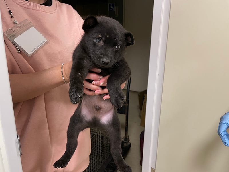 【待認養】混種犬 狗 (男生) - 新竹市動物保護教育園區