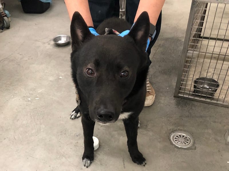 【待認養】混種犬 狗 (男生) - 臺北市動物之家