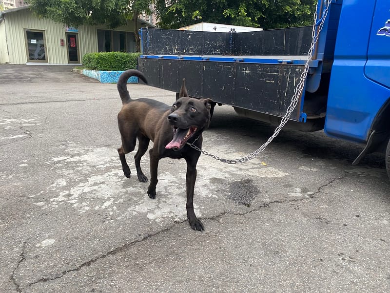 【待認養】混種犬 狗 (男生) - 新北市板橋區公立動物之家