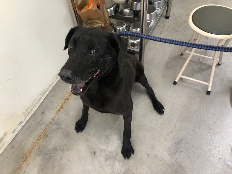 【待認養】混種犬 狗 (男生) - 臺北市動物之家