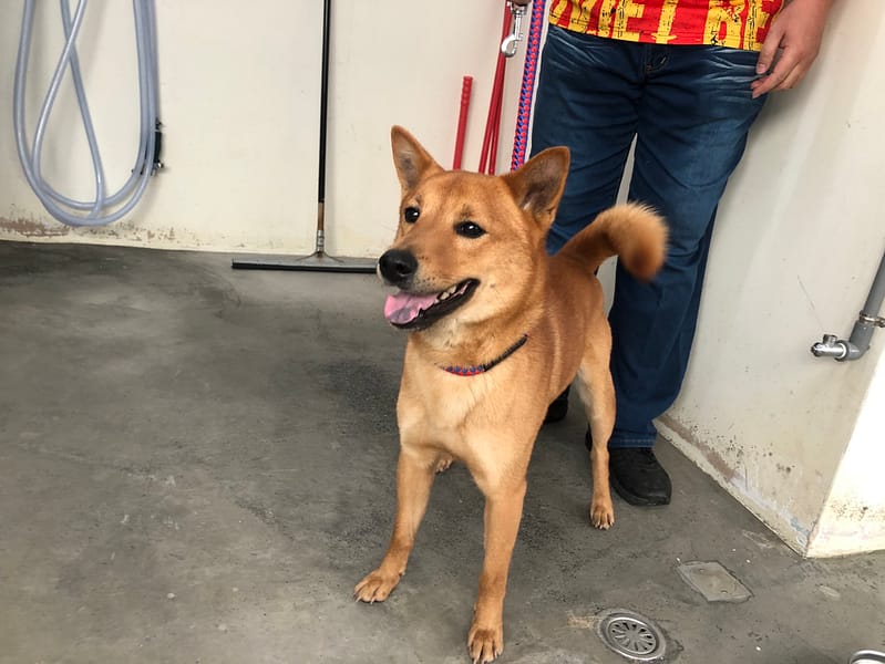 【待認養】混種犬 狗 (男生) - 臺北市動物之家