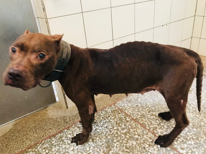 【待認養】比特犬 狗 (女生) - 高雄市壽山動物保護教育園區