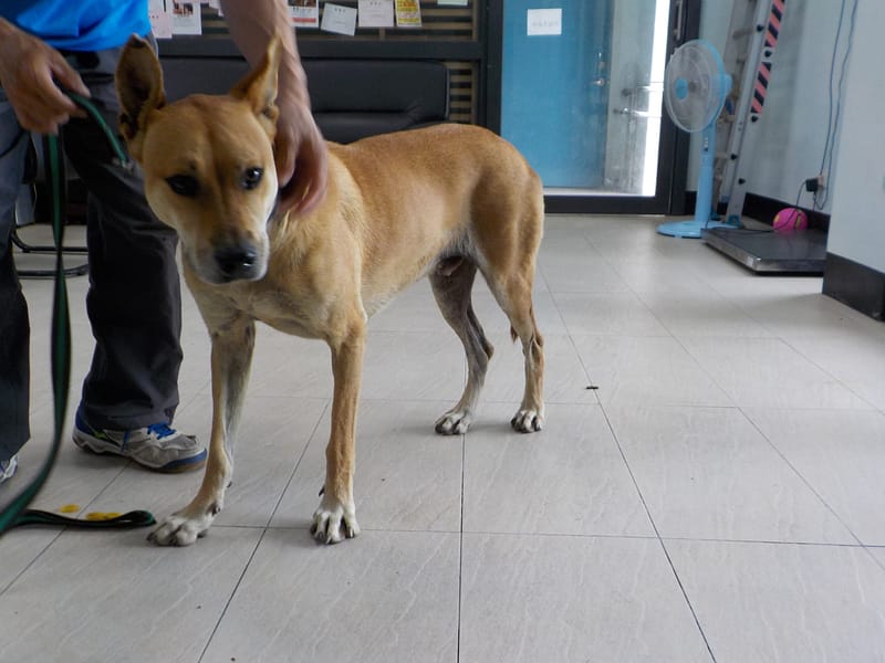 【待認養】混種犬 狗 (男生) - 南投縣公立動物收容所