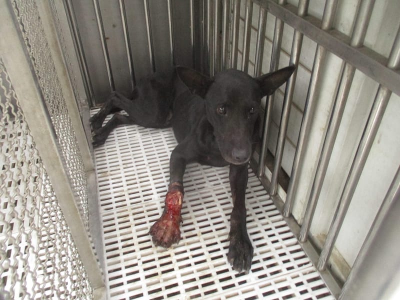 【待認養】混種犬 狗 (女生) - 南投縣公立動物收容所