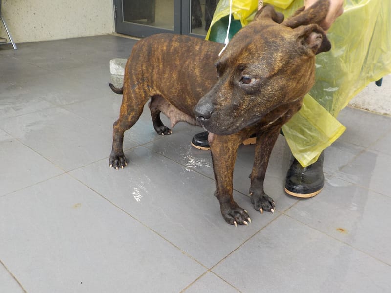 【待認養】混種犬 狗 (女生) - 南投縣公立動物收容所