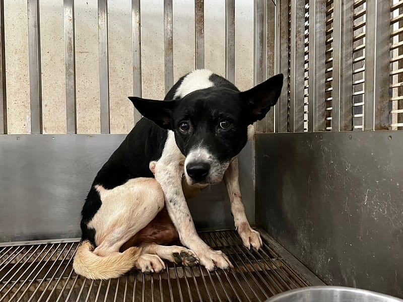 【待認養】混種犬 狗 (男生) - 桃園市動物保護教育園區