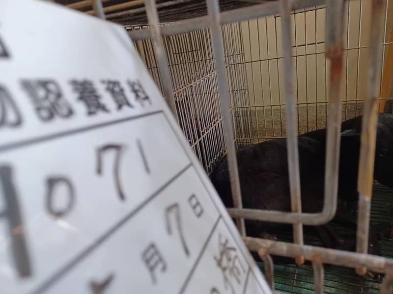 【待認養】混種犬 狗 (男生) - 雲林縣流浪動物收容所