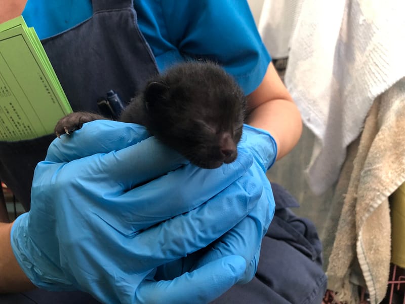 【待認養】混種貓 貓 (女生) - 臺北市動物之家