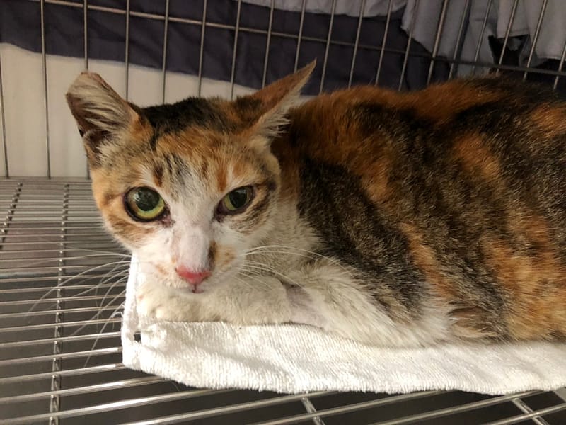 【待認養】混種貓 貓 (女生) - 臺北市動物之家