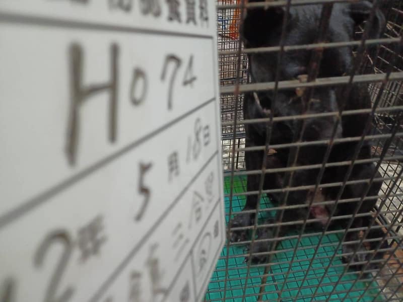 【待認養】混種犬 狗 (男生) - 雲林縣流浪動物收容所