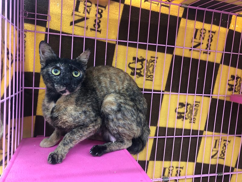 【待認養】混種貓 貓 (女生) - 臺北市動物之家