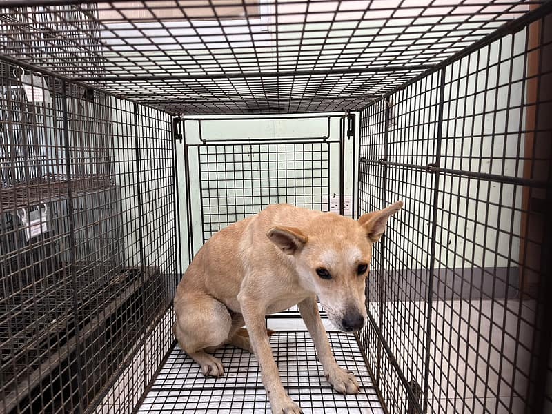 【待認養】混種犬 狗 (女生) - 金門縣動物收容中心