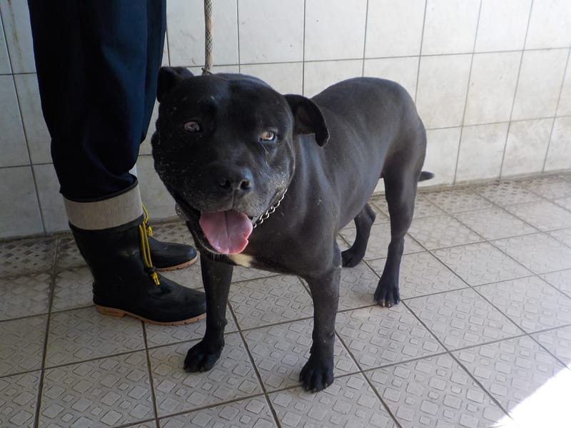 【待認養】混種犬 狗 (男生) - 南投縣公立動物收容所