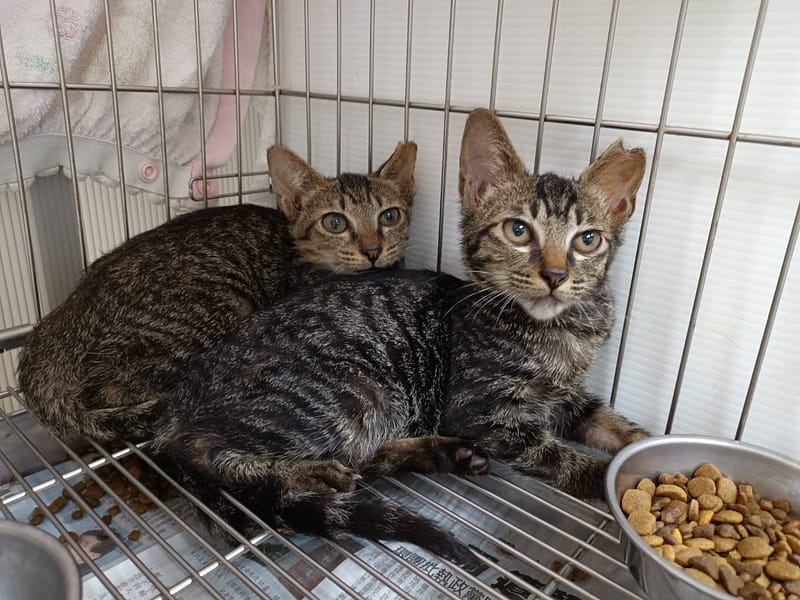 【待認養】混種貓 貓 (男生) - 新北市板橋區公立動物之家