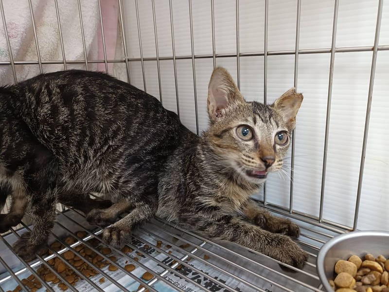 【待認養】混種貓 貓 (男生) - 新北市板橋區公立動物之家