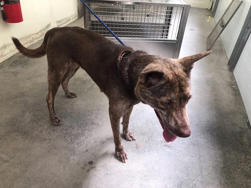 【待認養】混種犬 狗 (女生) - 臺北市動物之家