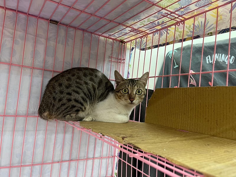 【待認養】混種貓 貓 (男生) - 臺北市動物之家