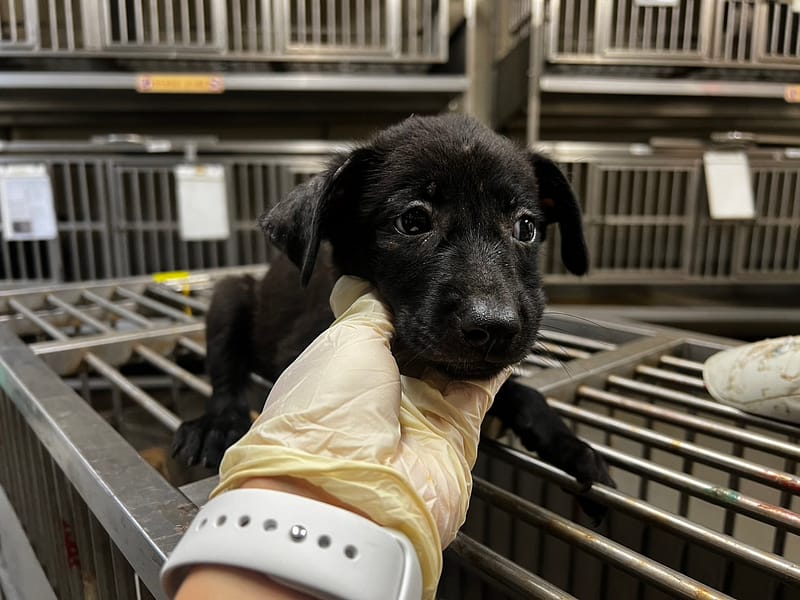 【待認養】混種犬 狗 (女生) - 桃園市動物保護教育園區