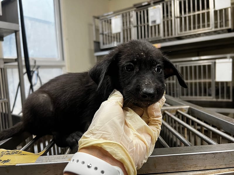 【待認養】混種犬 狗 (男生) - 桃園市動物保護教育園區