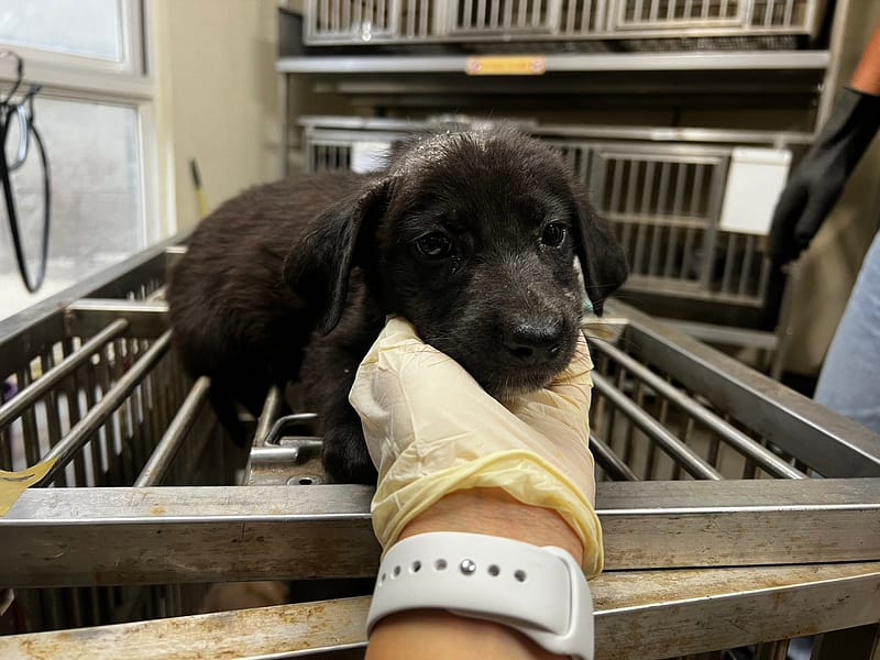 【待認養】混種犬 狗 (男生) - 桃園市動物保護教育園區
