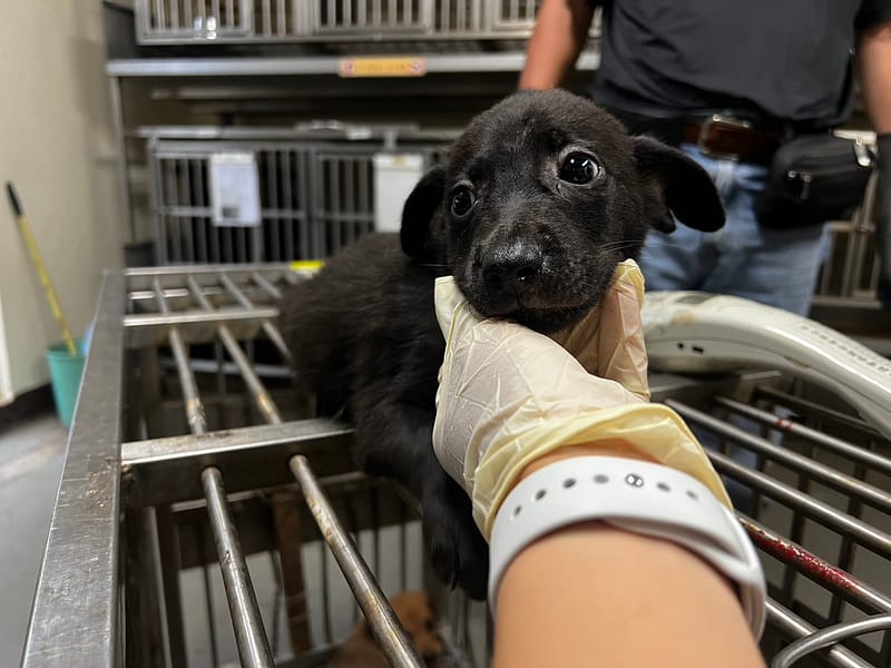 【待認養】混種犬 狗 (男生) - 桃園市動物保護教育園區