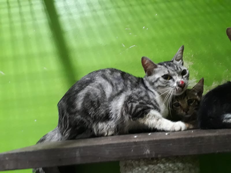 【待認養】混種貓 貓 (女生) - 高雄市壽山動物保護教育園區