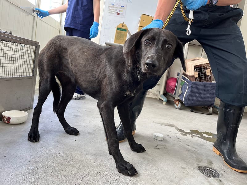 【待認養】混種犬 狗 (女生) - 臺北市動物之家