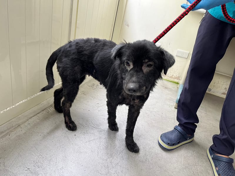 【待認養】混種犬 狗 (女生) - 臺北市動物之家